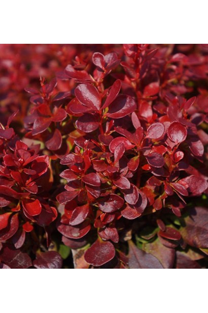 Осіннє листя барбариса Лютін Руж